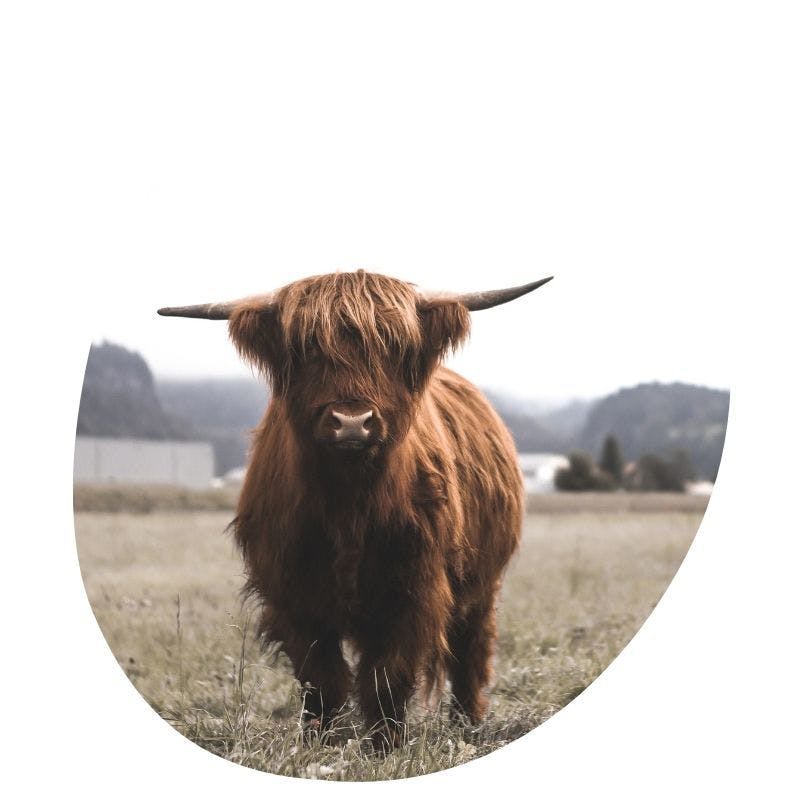 Een Schotse hoogland koe