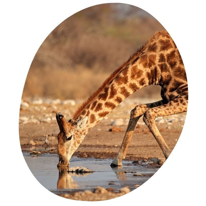 een giraffe die water drinkt in Namibie