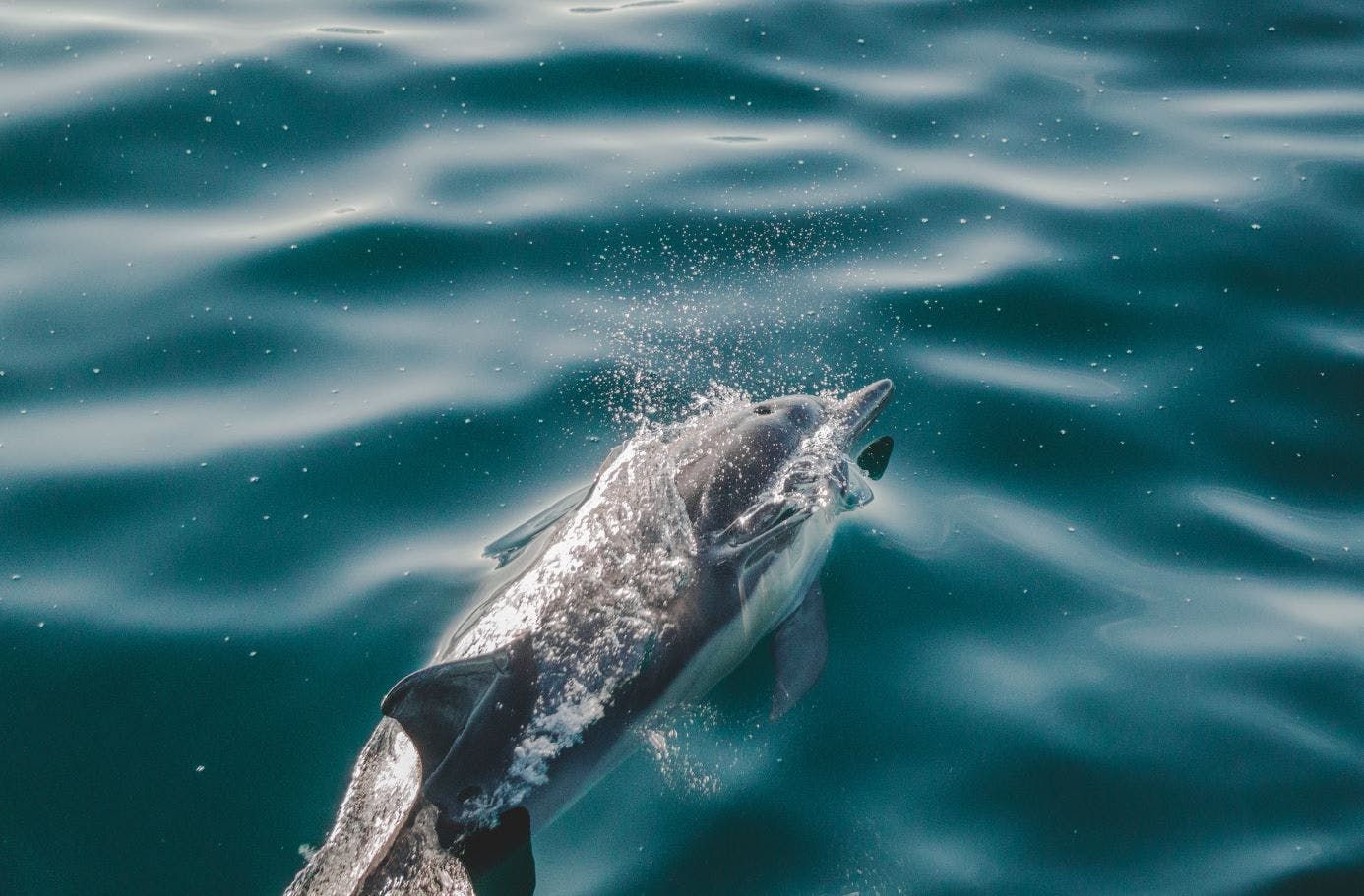 Extra tip: Spot dolfijnen