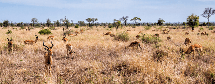 Zuid-Afrika wildlife in kruger park
