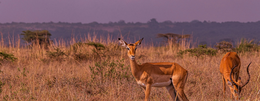 Twee impala's op de voorgrond van de savanne. Verder naar achteren staan kleine groene struiken. In de verte de horizon en daarachter een paarsige lucht.