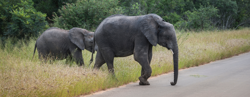 Twee olifanten die de weg oversteken vanuit de jungle
