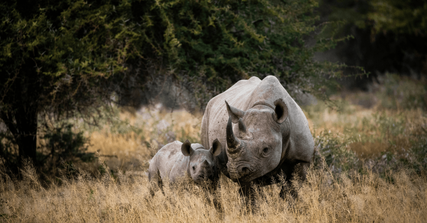 een moeder neushoorn en haar kindje staan samen in een weiland