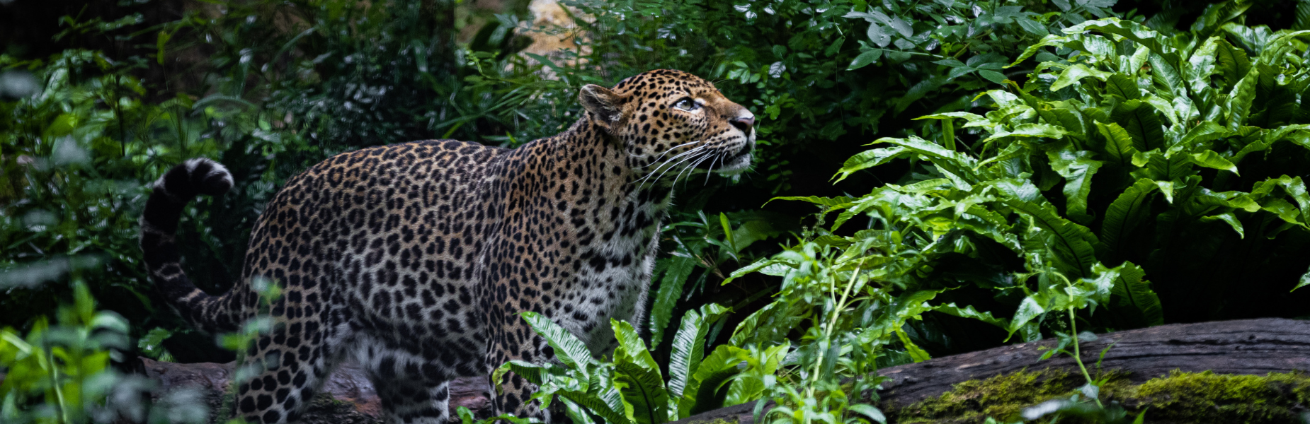 Het zijaanzicht van een luipaard die omhoog kijkt in de jungle, met rechts een tak