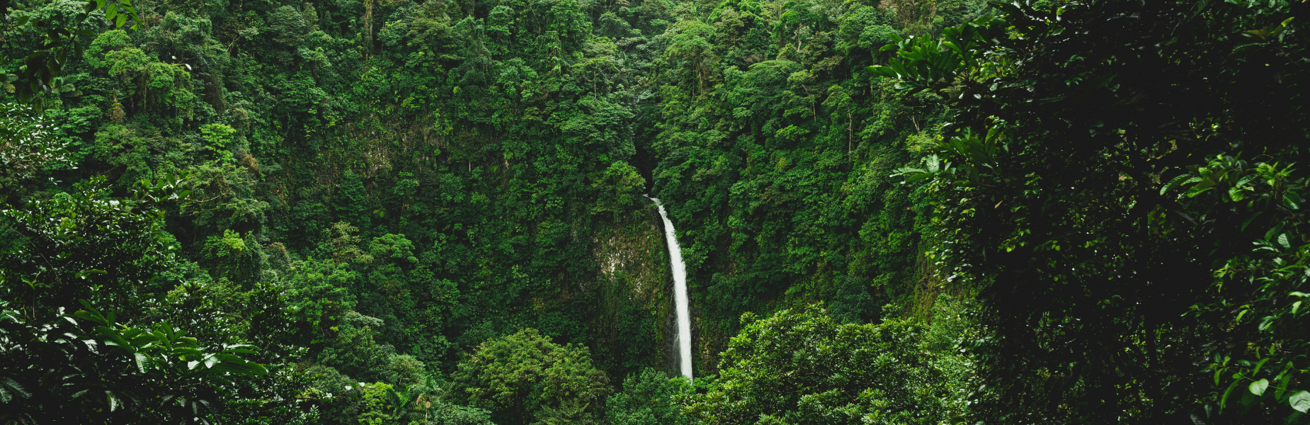 Regenwoud met watervallen