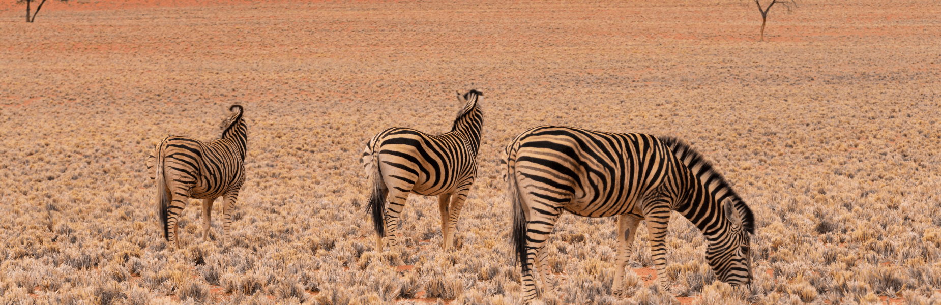 zebra's die grazen over de savanna in namibie