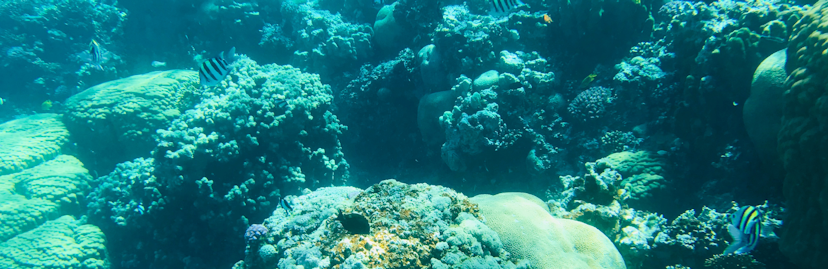 groenige snorkelfoto met koraal en zwart wit geel gestreepte visjes