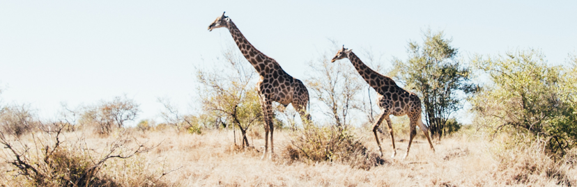 twee giraffen wildlife foto op safari