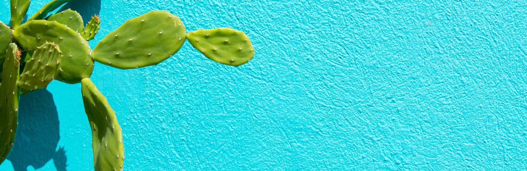 cactus voor felblauwe muur