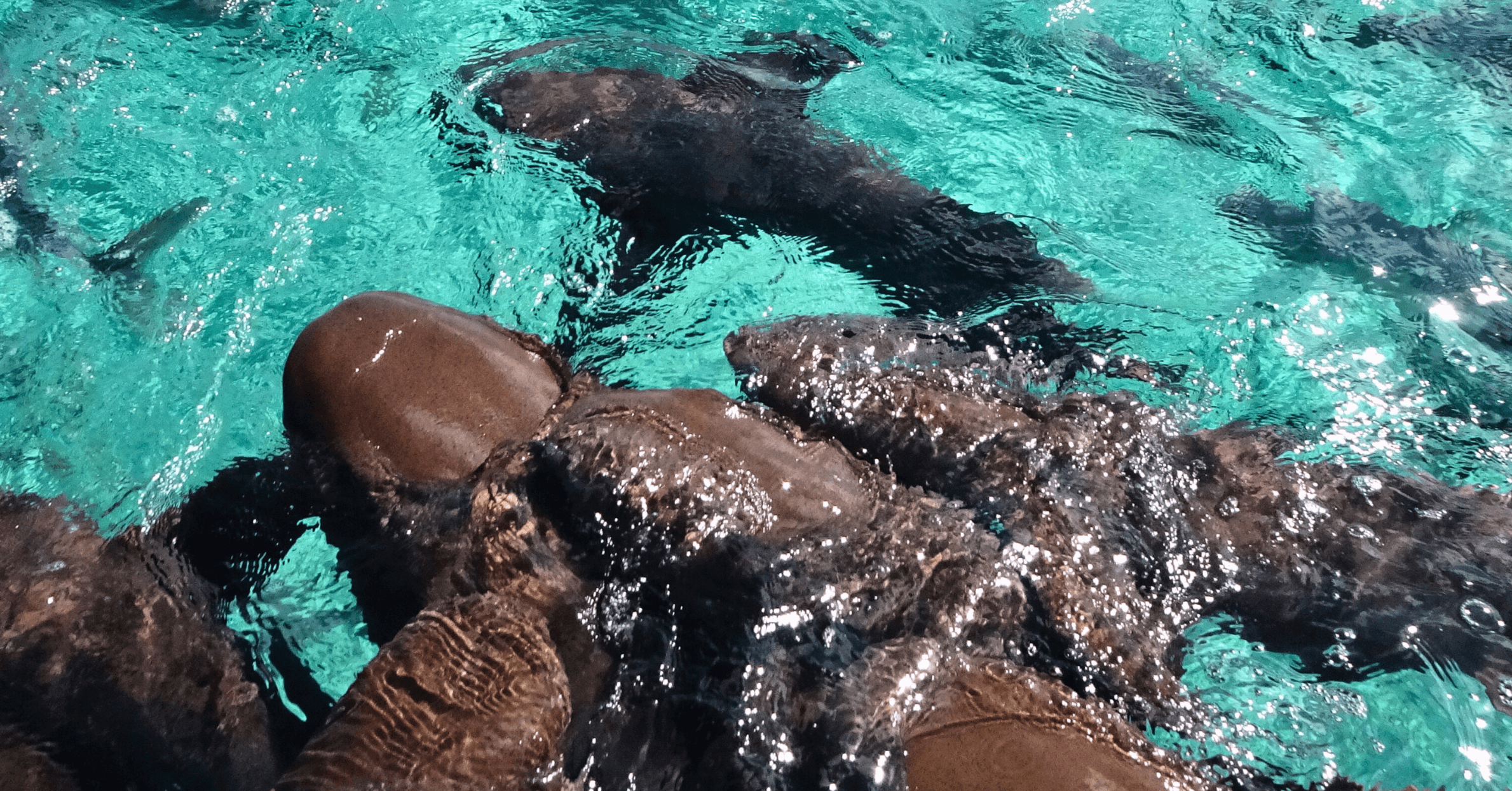Nurse sharks swimming in clear turquoise water, with sunlight reflecting on their bodies and the water's surface.