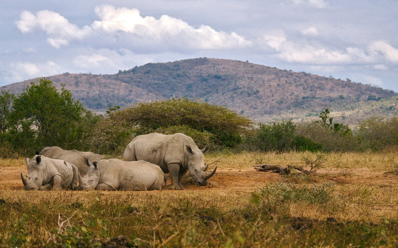 Wildlife Wonderen Zuid-Afrika