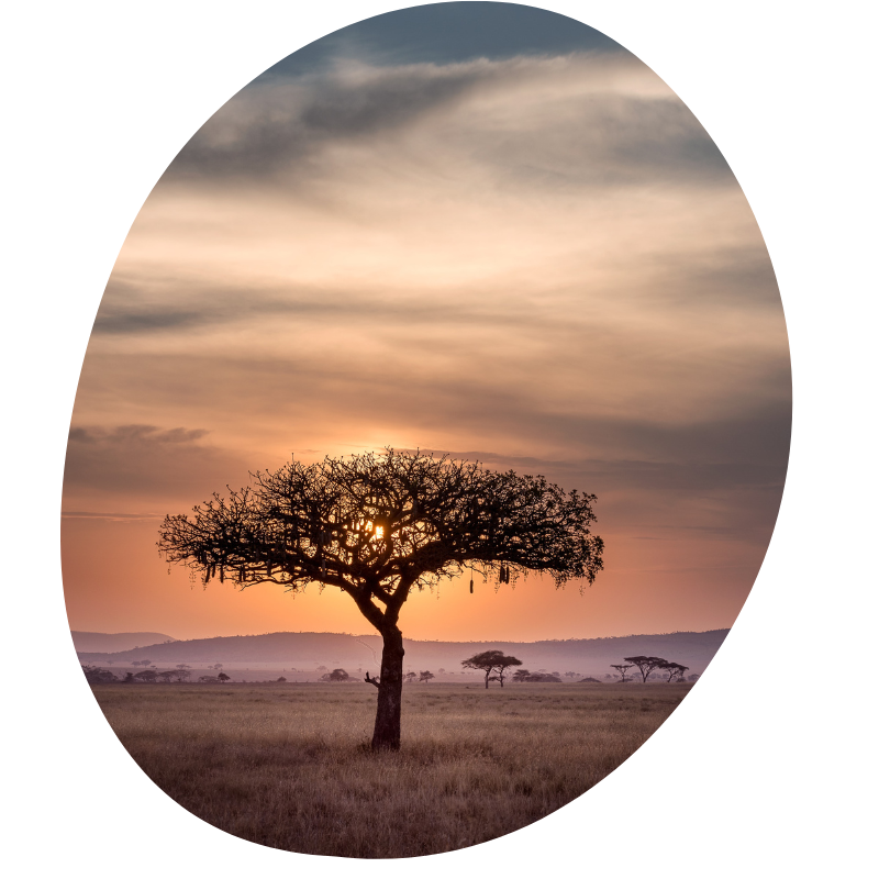 Zonsondergang op de savanne van Zuid-Afrika