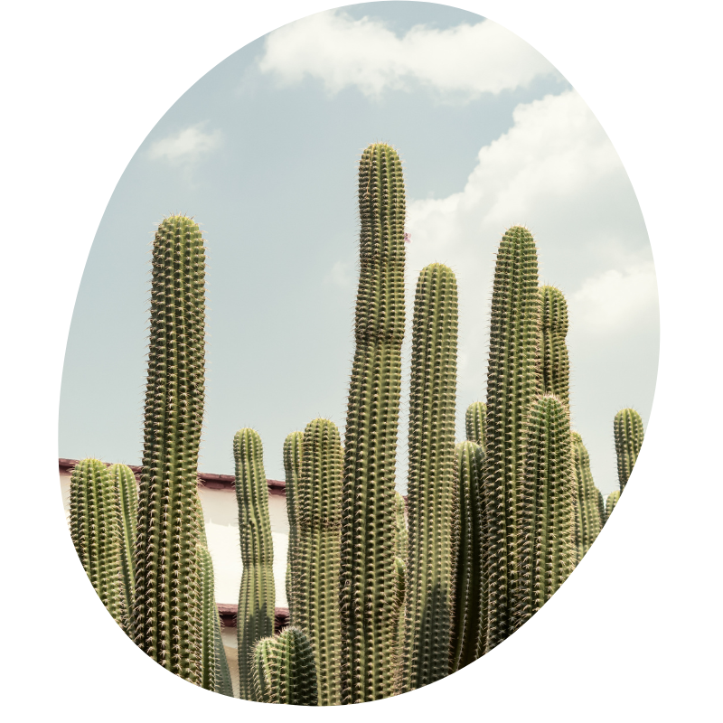 cactus voor een lichtblauwe hemel