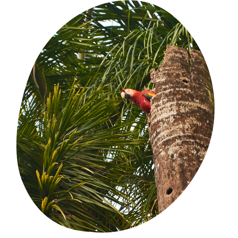 Ara papegaai tussen palmbomen Costa Rica